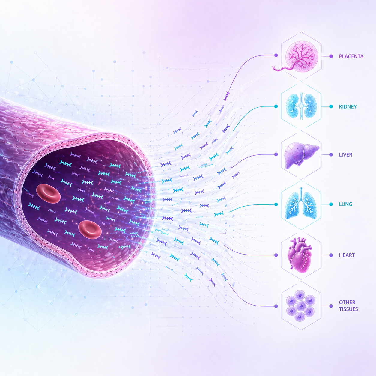cfDNA signal visualisation in a blood vessel